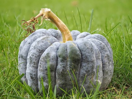 Pumpkin family (Cucurbitaceae), ornamental pumpkin, blurred background, North Rhine-Westphalia,