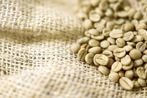 Green unroasted Coffee Beans in a sack