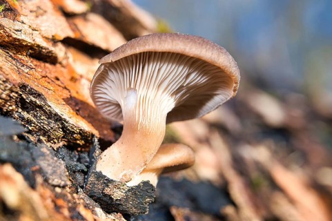 A shallow focus shot of Oyster mushrooms on the rocks on a sunny day