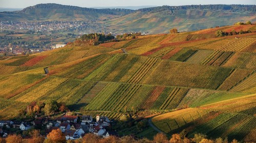 Vineyards in Schnait Weinstadt near Stuttgart in autumn at sunset with vibrant colors