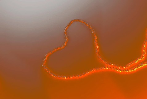 Pearl necklace is placed on white background