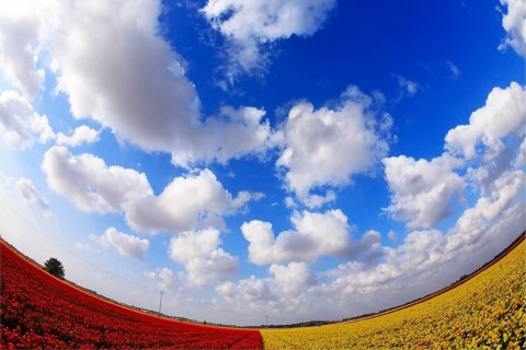 Cloudy spring morning on bicoloured red - yellow flower field