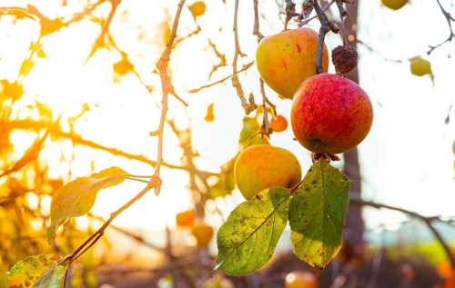 Apples on a branch with leaves