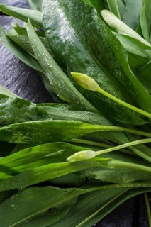 Wild garlic