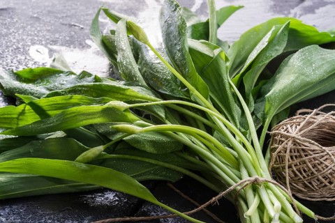 Bear's garlic