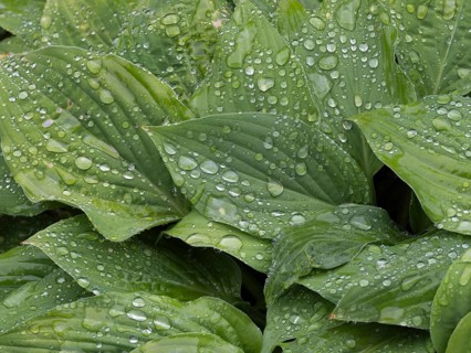 Water droplets on lily funkia