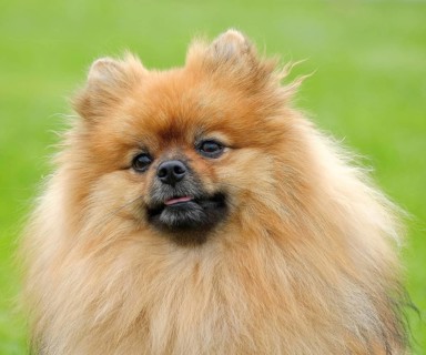 Typical Pomeranian dog on a green meadow