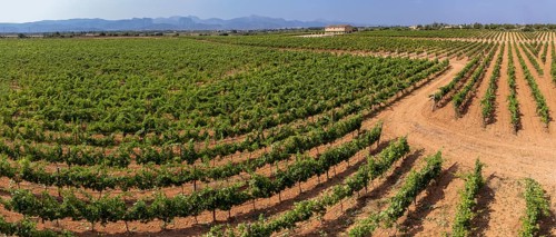 Son Llompart vineyards by Macia Batle, Santa Eugenia, Majorca, Balearic Islands, Spain