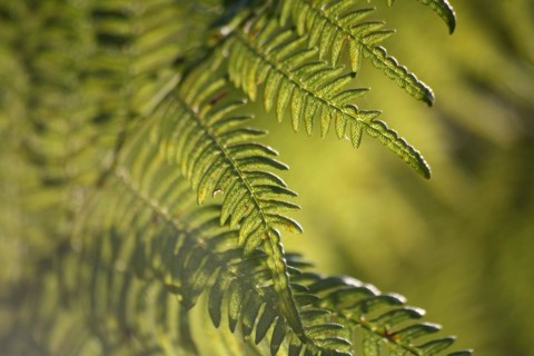 Fern fronds against the light