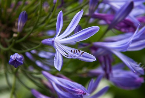 The photo shows a blue jewellery lily