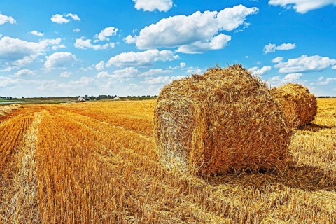 Bales of straw on filed after harvesting