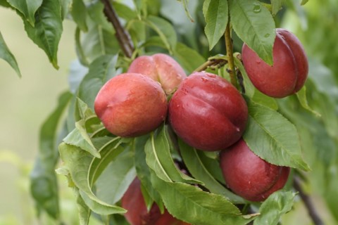 Nectarine (Prunus persica SUPER CRIMSON), Baum- und Rebschule Schreiber KG, Poysdorf, Lower