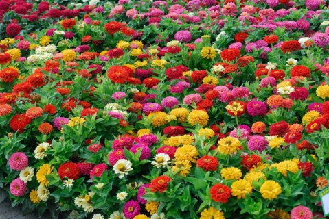 Zinnia elegans 'Dreamland Mix'
