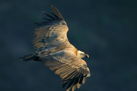 Griffon Vulture, Eurasian Griffon Vulture, Griffon Vulture, Eurasian Griffon, (Gyps fulvu), Vautour