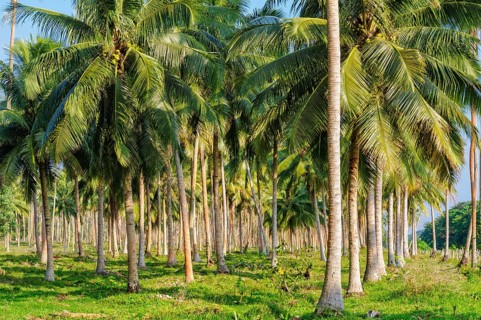 Coconut palm tree plantation, Espiritu Santo, Vanuatu