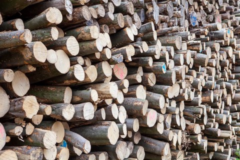 Pile of beech wood, Germany