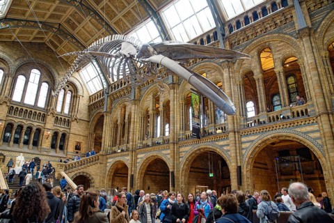 The interior of Natural History Museum with whale skeleton, London, United Kingdom