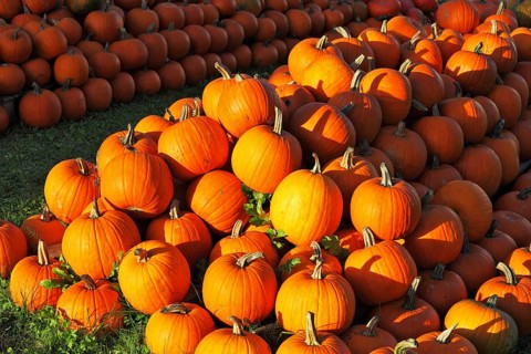 Autumn holiday. Gorgeous mature orange pumpkin picturesque piles spread out on the grass. Sunset