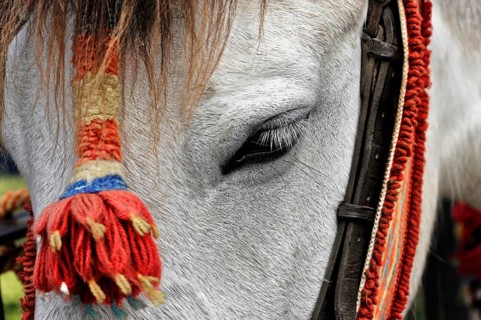 Close-up of a horse's head decorated with red details, Ronda, Malaga province, Andalusia, Spain