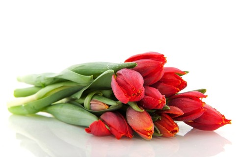 Bouquet of red tulips isolated over white