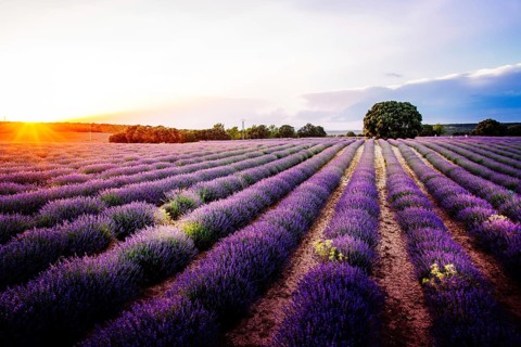 Lavender fields. Summer sunset landscape in Brihuega, Guadalajara