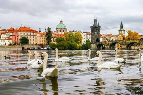 Swans and ducks on Vltava river near Charles Bridge in Prague, Czech Republic