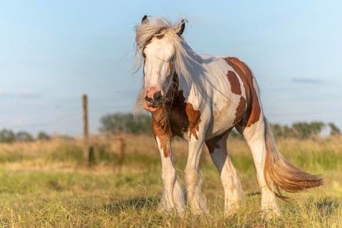 Irish cob horse hampered by flies in a pasture. Alsace, France