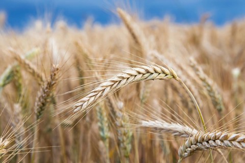 Gold wheat field before the storm