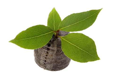 Fresh herbs and spices. isolated on the white background