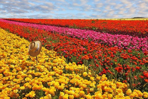 Fashionable ladies' straw hat left on the field of flowers. Field belongs to the farm-growing