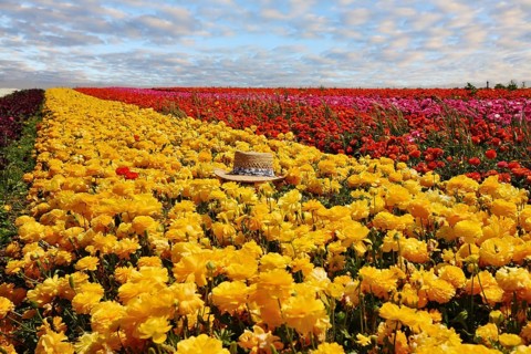 Fashionable ladies' straw hat left on the field of flowers. Field belongs to the farm-growing