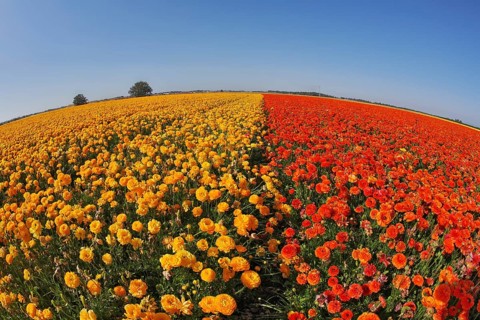 Huge field blossoming red and the yellow buttercups, photographed by an objectiveFish eye