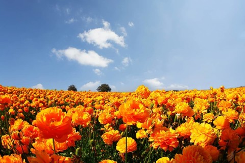 Magnificent field of orange buttercups on a sunset