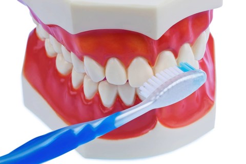 A dental model with a toothbrush while brushing teeth. Brushing your teeth prevents tooth decay.