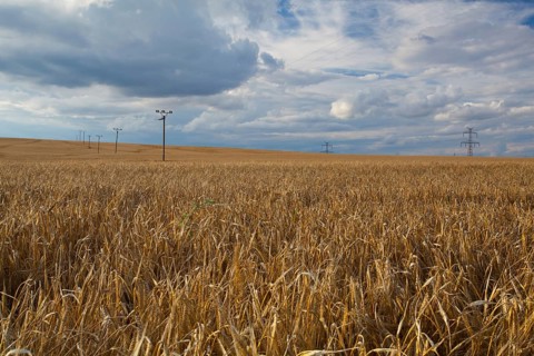 A wheat field almost ready for harvest at sunset