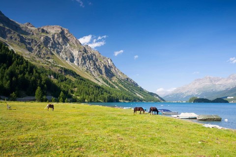On a pasture near the Lake Sils. It is a lake in the Upper Engadine valley, Grisons, Switzerland