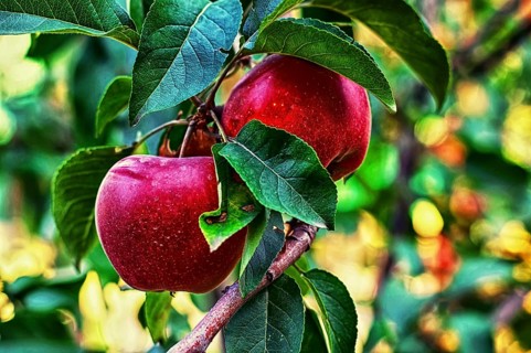 Branch with leaves with ripe apples summer harvest