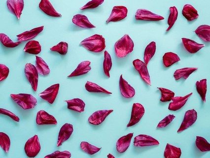 Red burgundy peony petals flat lay on blue background. Flower petals for minimal holiday concept.