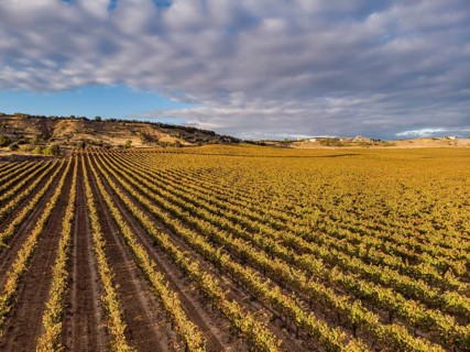 Field of vines, Aranda de Duero, Burgos province, Spain