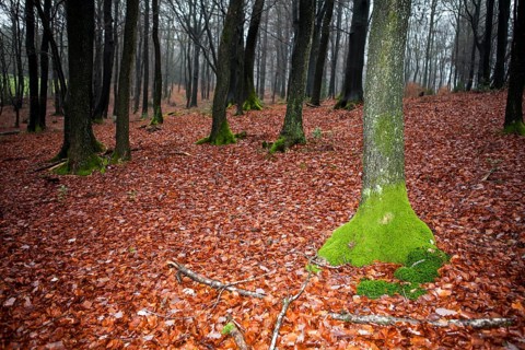 Traumatic forest