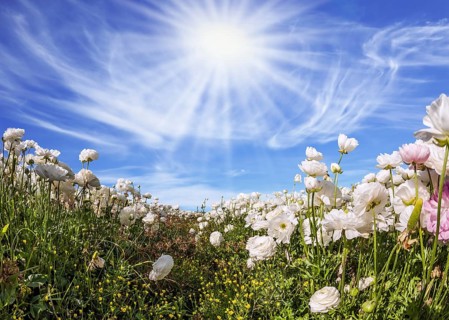 Picturesque fields of blooming large white ranunculus - buttercups. Hot sun and light clouds on a