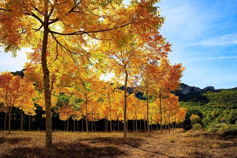 Beautiful autumn grove pierced by the sun's rays. Picturesque Basque country. Way from San