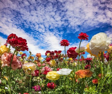 Spring holiday greeting postcard. Multi-colored buttercups sway from the spring wind. Blooming
