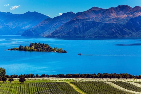 Adorable little island in the Lake Wanaka. Greeting postcard. Picturesque vineyard descends down to