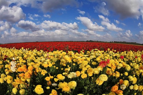 Magnificent spring field of blossoming brightly yellow and red buttercups