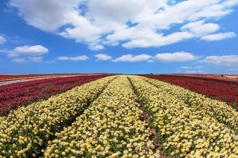 Beautiful spring day on a farm on cultivation of buttercups - ranunculus. Large field of yellow and