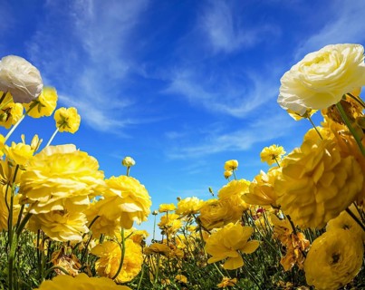 Warm day in May. Light clouds in the blue sky. Large yellow garden ranunculus - buttercups bloom on