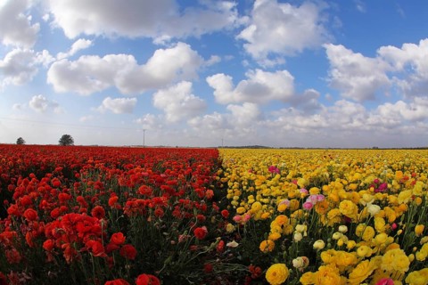 Magnificent spring field of blossoming brightly yellow and red buttercups