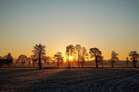 Row of trees at sunrise on a frosty field with orange sky, 27804 Berne-Germany