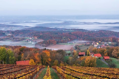 Autumn atmosphere in the early morning, vineyard, fog drifts through the hilly landscape in the